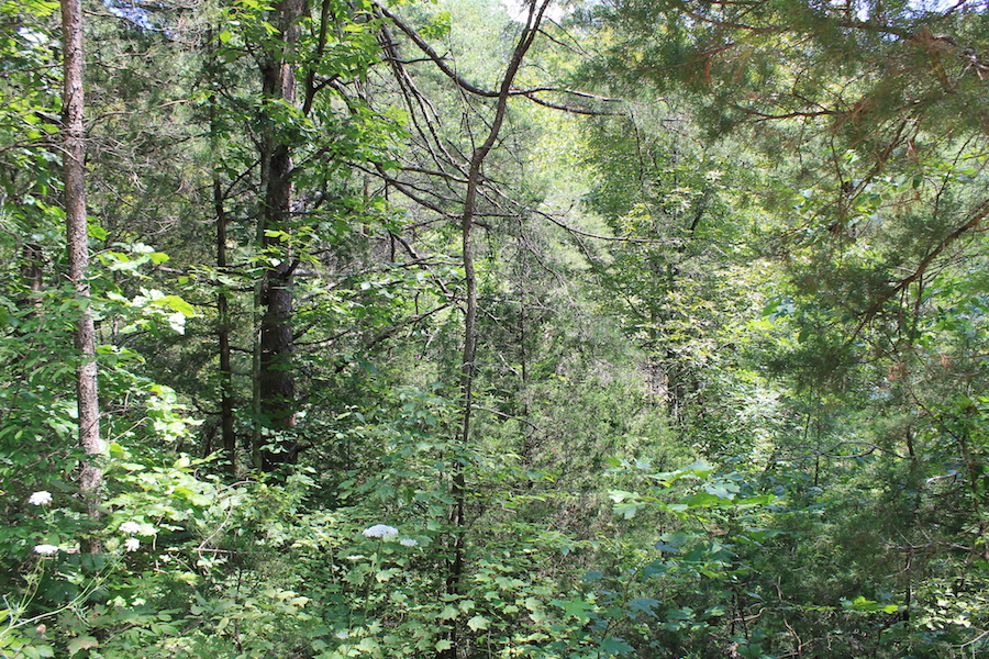 Tract 1 at Cumberland Ridge Ranch in Cumberland County, Kentucky