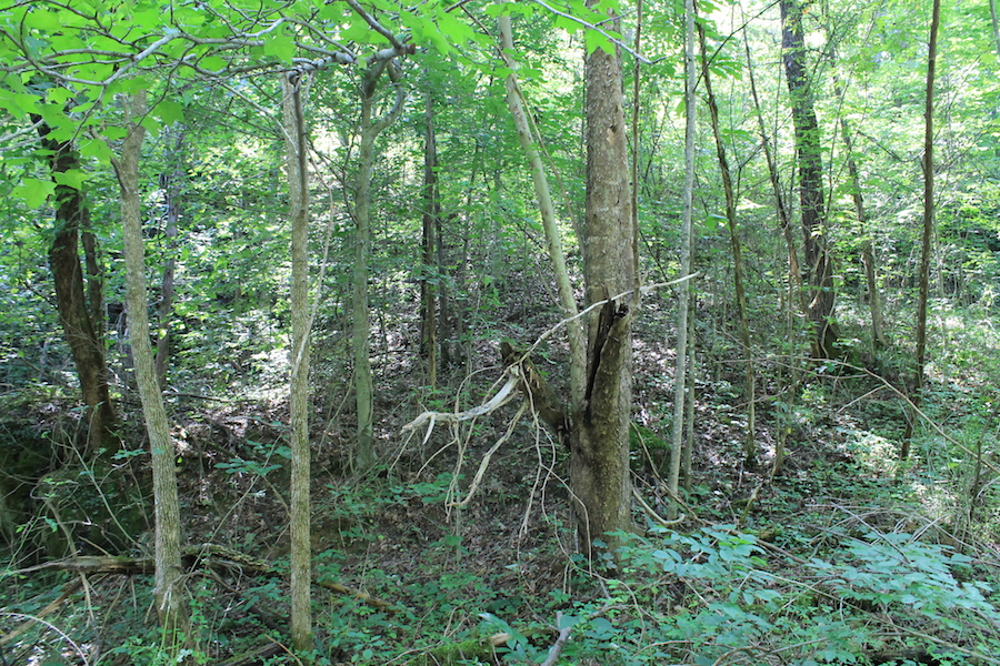 Tract 10 at Cumberland Ridge Ranch in Cumberland County, Kentucky