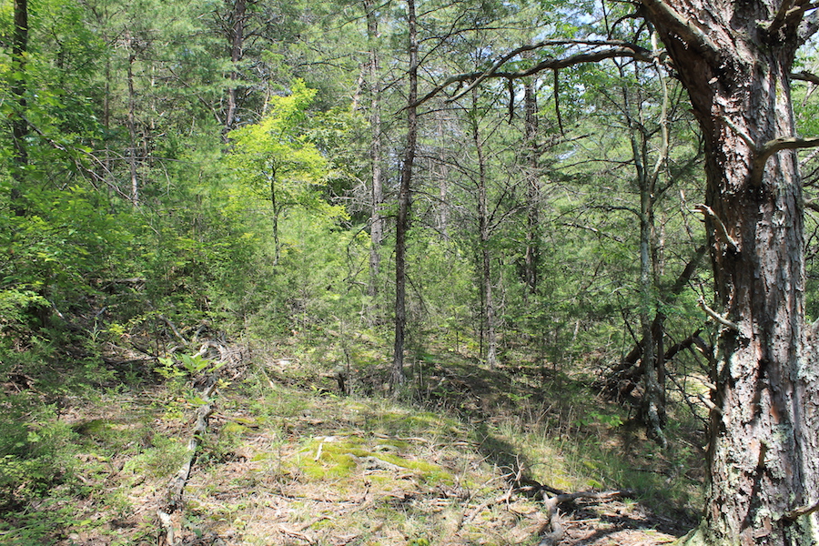 Tract 13 at Cumberland Ridge Ranch in Cumberland County, Kentucky