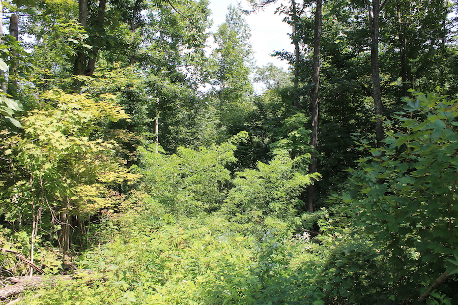 Tract 4 at Cumberland Ridge Ranch in Cumberland County, Kentucky