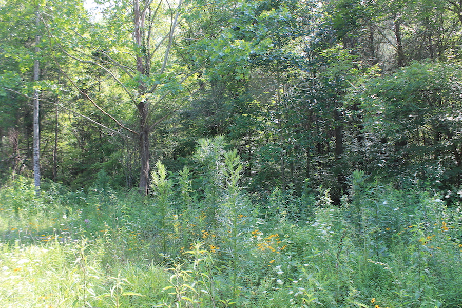Tract 6 at Cumberland Ridge Ranch in Cumberland County, Kentucky